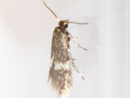 Etainia occultella